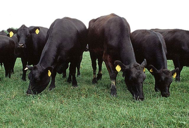 Grass-fed Angus cattle grazing on green pasture at Eureka Farm